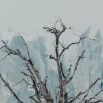 Ice Baths - A dead tree in the snow next to a glacier