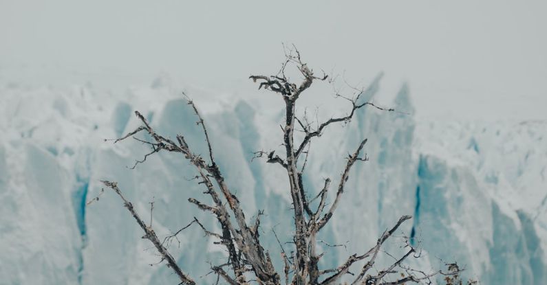 Ice Baths - A dead tree in the snow next to a glacier