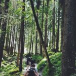 Trail Running - Four People Walking on Gray Path Surrounded by Tall Trees