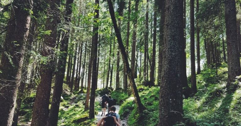 Trail Running - Four People Walking on Gray Path Surrounded by Tall Trees