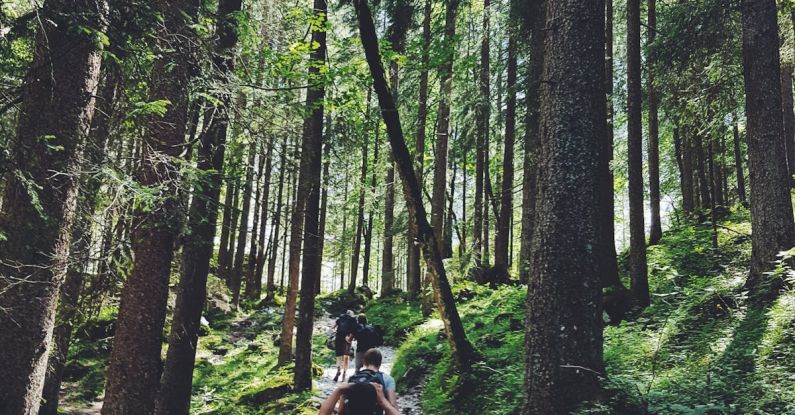 Trail Running - Four People Walking on Gray Path Surrounded by Tall Trees