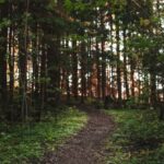 Trail Runs - Brown-and-gree Trees Under Clear Blue Sky