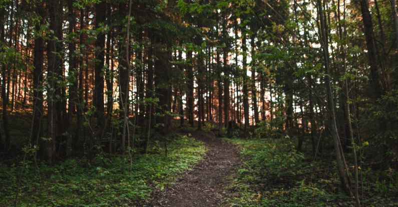 Trail Runs - Brown-and-gree Trees Under Clear Blue Sky