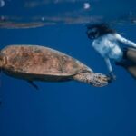 Swim Training - Full body of unrecognizable female diver in swimsuit swimming in oxygen mask near large turtle with bubbles on water surface