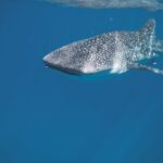 Swim Fear - Whale shark swimming under crystal clear water of ocean near surface under sunlights