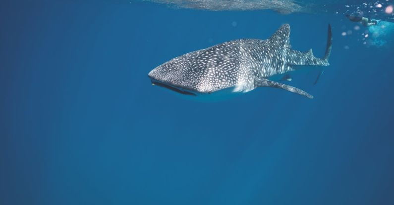 Swim Fear - Whale shark swimming under crystal clear water of ocean near surface under sunlights