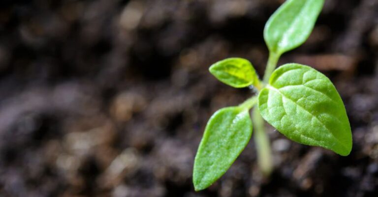 Plant-Based Nutrition - Closeup Photo of Sprout