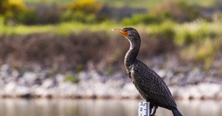 Progress Measurement - A bird is standing on a pole in a field